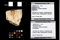 Foto (Objekt + Etikett) von Mundopsidae indet.  (NHMW-GEO-1990-0041-3277)